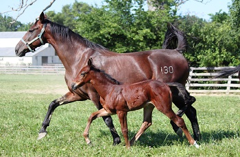 Castaway Hanover